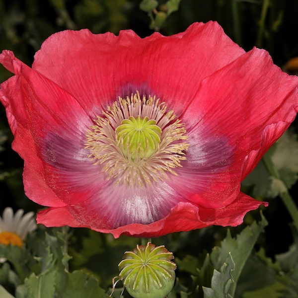 HENS & CHICKS Poppy Seeds *FREE Shipping!* Red Papaver somniferum Seeds, "Hens and Chickens" Poppy | Flower Seeds [Bulk options available]