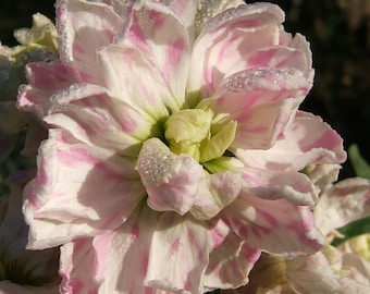 Bicolor Pink Stock Seeds *FREE Shipping!* Fresh & Organic Matthiola incana Seeds, Pink Outdoor Flower Seeds Bulk | Ten-Week Hoary Stock Seed