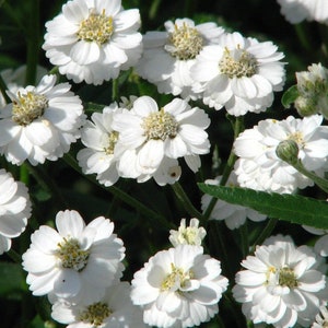 PEARL YARROW Seeds *Free Shipping!* Fresh & Organic Achillea ptarmica Seeds, White Outdoor Flower Seeds for Planting | RARE Ornamental Seeds