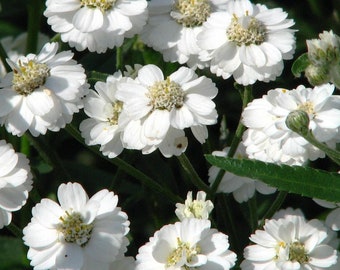 PEARL YARROW Seeds *Free Shipping!* Fresh & Organic Achillea ptarmica Seeds, White Outdoor Flower Seeds for Planting | RARE Ornamental Seeds