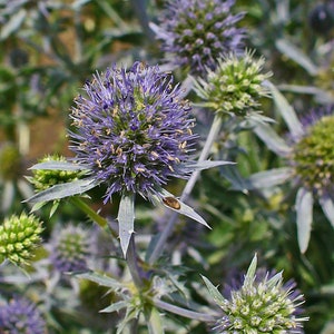 May include: Close-up of a blue and green thistle flower with spiky leaves. The flower is in bloom and has a delicate, intricate structure.