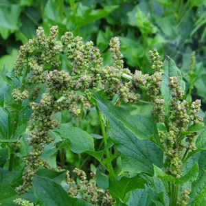 GOOD-KING-HENRY Seeds *Free Shipping!* Fresh & Organic English Mercury Goosefoot (Chenopodium bonus-henricus) Green Perennial Flower Seeds