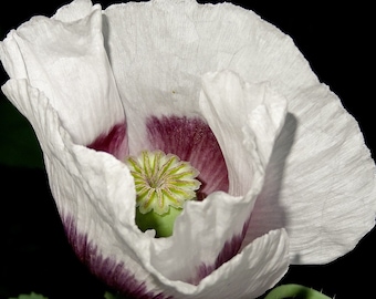 AFGHAN WHITE POPPY Seeds *Free Shipping!* Fresh & Organic Papaver somniferum Seeds | White Outdoor Flower Seeds for Planting - Bicolor Poppy