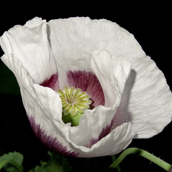 AFGHAN WHITE POPPY Seeds *Free Shipping!* Fresh & Organic Papaver somniferum Seeds | White Outdoor Flower Seeds for Planting - Bicolor Poppy