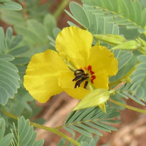 May include: A bright yellow flower with five rounded petals and a dark red center featuring prominent black stamens. The flower is surrounded by delicate, feathery, compound green leaves with small, oval-shaped leaflets arranged in pairs along the stems.