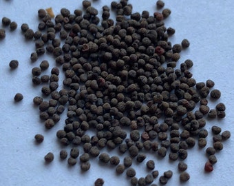 SILENE CAPENSIS Seeds *FREE Shipping!* African Dream Root seeds / Xhosa seeds / Nodding flower seeds / African Dream Herb [Bulk Available!]