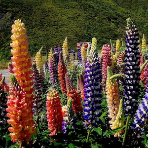 RUSSELL LUPINE Seeds *FREE Shipping!* Fresh & Organic Lupinus polyphyllus Seeds, Outdoor Flower Seeds Bulk | Garden Lupin Mix