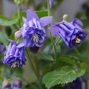 LEPRECHAUN GOLD COLUMBINE Seeds Free Shipping Fresh & Organic Aquilegia vulgaris seeds, Blue Outdoor Flower Seeds Bulk Granny's Bonnet image 1