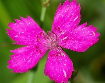 MAIDEN PINK Seeds *FREE Shipping!* Fresh & Organic Dianthus deltoides seeds | pink outdoor flower seeds bulk | Pink Dianthus