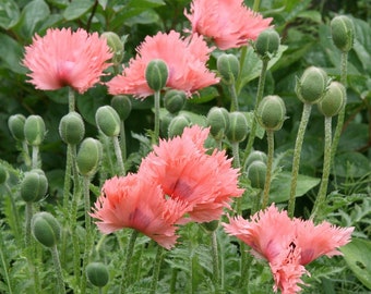 May include: A close-up of a cluster of pink poppy flowers in bloom. The flowers have delicate, ruffled petals and are surrounded by green foliage.