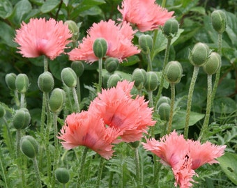 SALMON PEONY POPPY Seeds *Free Shipping!* Fresh & Organic Papaver somniferum Seeds | Salmon Outdoor Flower Seeds for Planting Fringed Poppy