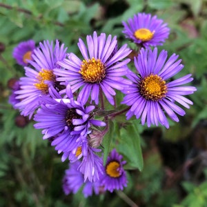 NEW ENGLAND ASTER Seeds *Free Shipping!* Fresh & Organic Aster novae-angliae Seeds, Purple Outdoor Flower Seeds Bulk | Purple Aster