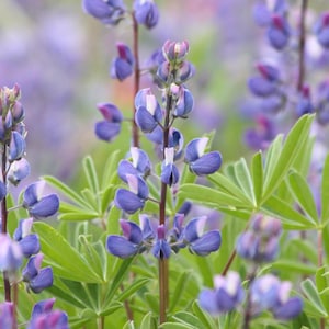 BROADLEAF LUPINE Seeds *Free Shipping!* Fresh & Organic Lupinus latifolius Seeds, Blue Outdoor Flower Seeds for Planting | Perennial Lupine