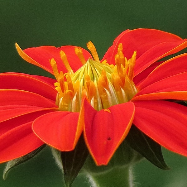 MEXICAN SUNFLOWER Seeds *Free Shipping!* Fresh & Organic Tithonia rotundifolia Seeds, Red Outdoor Flowers Bulk | Medicinal Red Sunflower