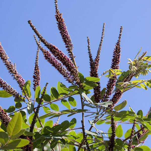 LEADPLANT Seeds *Free Shipping!* Fresh & Organic Amorpha canescens Seeds | Purple Outdoor Flower Seeds for Planting | Downy Indigo Bush