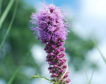 PRIARIE BLAZING STAR Seeds *Free Shipping!* Fresh & Organic Liatris pycnostachya Seeds, Purple Outdoor Flower Seeds Bulk | Gayfeather