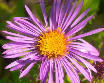 PINK ASTER Seeds *Free Shipping!* Fresh & Organic Aster novae-angliae Seeds, Pink Outdoor Flower Seeds Bulk | New England Aster