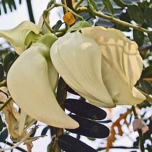 WHITE HUMMINGBIRD TREE Seeds *Free Shipping!* Fresh & Organic Sesbania grandiflora Seeds | White Outdoor Flower Seeds for Planting | Agati