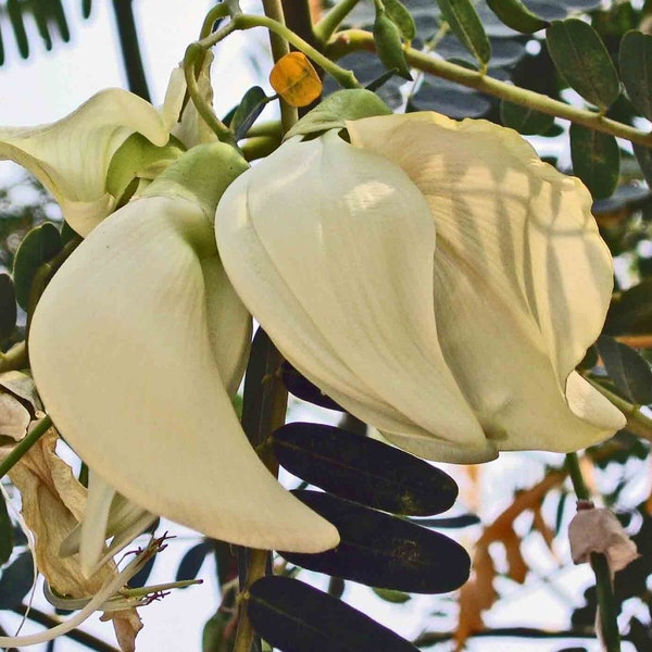 WHITE HUMMINGBIRD TREE Seeds *Free Shipping!* Fresh & Organic Sesbania grandiflora Seeds | White Outdoor Flower Seeds for Planting | Agati