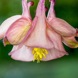 Light Pink Columbine Seeds *FREE Shipping!* Fresh & Organic Aquilegia vulgaris Seeds, Pink Outdoor Flower Seeds Bulk | Granny&#39;s Bonnet