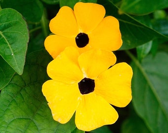 BLACK EYED SUSAN Seeds *Free Shipping!* Fresh & Organic Thunbergia alata Seeds | Outdoor Flowering Vine Seeds for Planting | "Clock Vine"