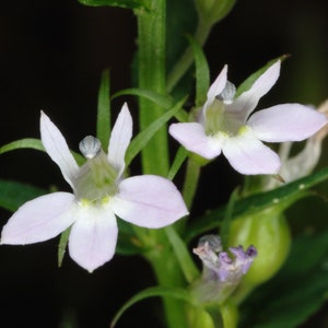 INDIAN TOBACCO Seeds *Free Shipping!* Fresh & Organic Lobelia inflata Seeds, White Outdoor Flower Seeds Bulk | White Lobelia