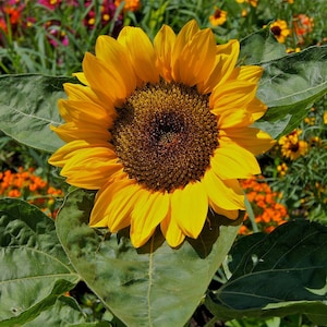 May include: A bright yellow sunflower with dark brown center blooms in a garden setting. The sunflower is surrounded by green leaves and other colorful flowers.