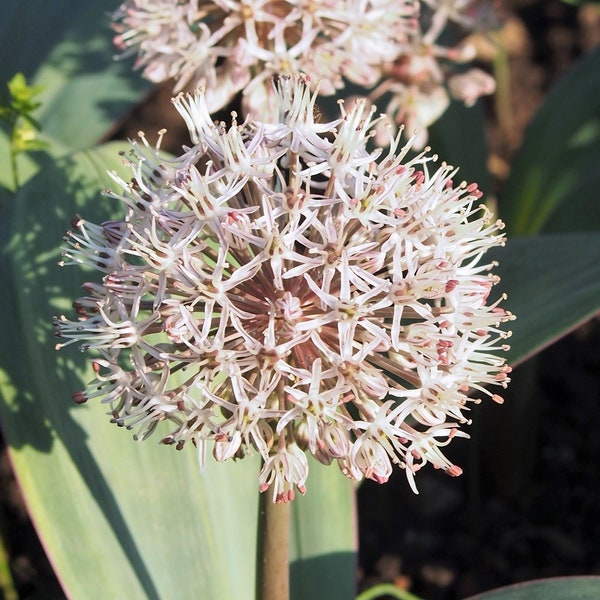 ALLIUM KARATAVIENSE Seeds *FREE Shipping!* Fresh & Organic Turkistan Onion, Ornamental Onion - Wild Perennial Flower Plant Seeds Bulk