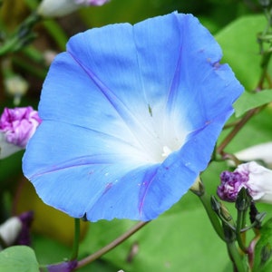 IPOMOEA TRICOLOR Seeds FREE Shipping Untreated Heavenly Blue Morning Glory Organic Ipomoea tricolor seeds Bulk Options Available image 1