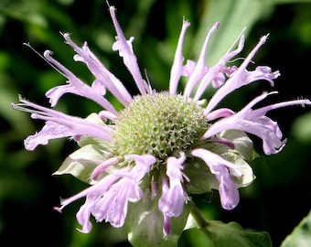 BERGAMOT Seeds *Free Shipping!* Fresh & Organic Monarda fistulosa Seeds, Pink Outdoor Flower Seeds Bulk | Bee Balm / Beebalm