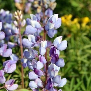 PERENNIAL LUPINE Seeds *Free Shipping!* Fresh & Organic Lupinus perennis Seeds, Blue Outdoor Flower Seeds for Planting | Native Wildflowers