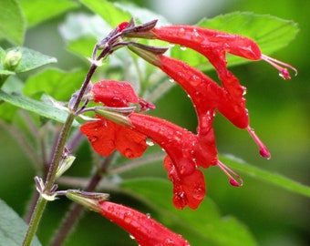 SCARLET SAGE Seeds *Free Shipping!* Fresh & Organic Salvia coccinea Seeds, Red Outdoor Flower Seeds Bulk | Blood Sage Salvia