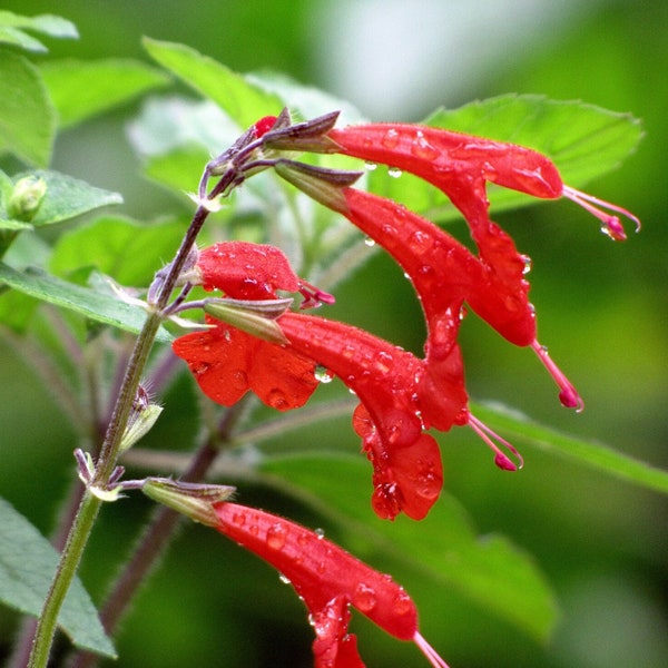 SCARLET SAGE Seeds *Free Shipping!* Fresh & Organic Salvia coccinea Seeds, Red Outdoor Flower Seeds Bulk | Blood Sage Salvia