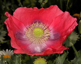 HENS & CHICKS Poppy Seeds *FREE Shipping!* Red Papaver somniferum Seeds, "Hens and Chickens" Poppy | Flower Seeds [Bulk options available]