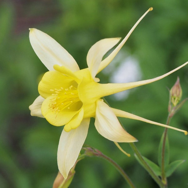 YELLOW STAR COLUMBINE Seeds *Free Shipping!* Fresh & Organic Aquilegia caerulea Seeds, Yellow Outdoor Flower Seeds Bulk | Columbine Seeds