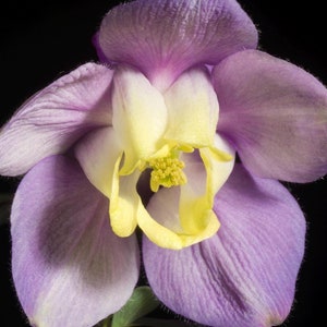 PUMILA DWARF COLUMBINE Seeds *Free Shipping!* Fresh & Organic Aquilegia flabellata Seeds for Planting | Perennial Fan Columbine Flower