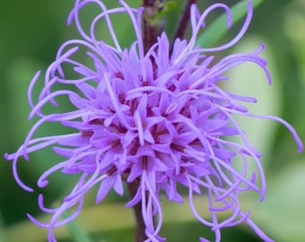 SPIKED GAYFEATHER Seeds *Free Shipping!* Fresh & Organic Liatris ligulistylis Seeds, Purple Outdoor Flower Seeds Bulk | Meadow Blazing Star