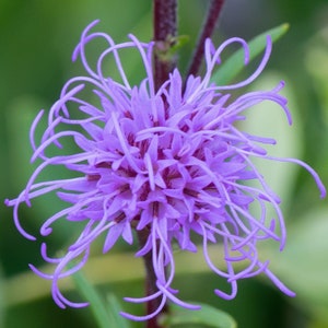 SPIKED GAYFEATHER Seeds *Free Shipping!* Fresh & Organic Liatris ligulistylis Seeds, Purple Outdoor Flower Seeds Bulk | Meadow Blazing Star