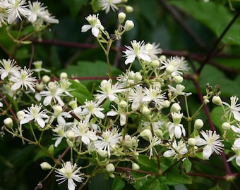 May include: Close-up of a flowering vine with clusters of small, white, star-shaped flowers. The flowers have delicate, spiky petals and yellow centers. Dark green leaves and reddish-brown stems provide a contrasting backdrop.