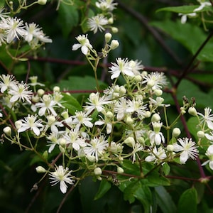 May include: Close-up of a flowering vine with clusters of small, white, star-shaped flowers. The flowers have delicate, spiky petals and yellow centers. Dark green leaves and reddish-brown stems provide a contrasting backdrop.