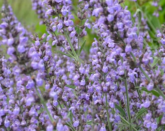 BROADLEAF SAGE Seeds *Free Shipping!* Fresh & Organic Salvia officinalis Seeds, Purple Indoor-Outdoor Flower Seeds Bulk | Common Sage