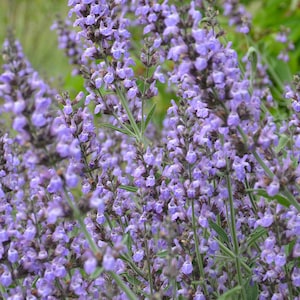 BROADLEAF SAGE Seeds *Free Shipping!* Fresh & Organic Salvia officinalis Seeds, Purple Indoor-Outdoor Flower Seeds Bulk | Common Sage