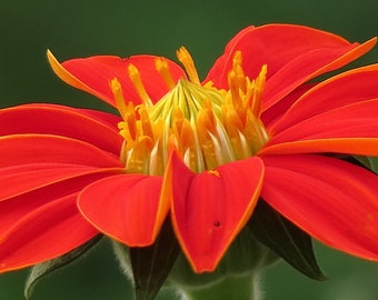 MEXICAN SUNFLOWER Seeds *Free Shipping!* Fresh & Organic Tithonia rotundifolia Seeds, Red Outdoor Flowers Bulk | Medicinal Red Sunflower