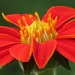 see more listings in the Ornamental Flower Seeds section