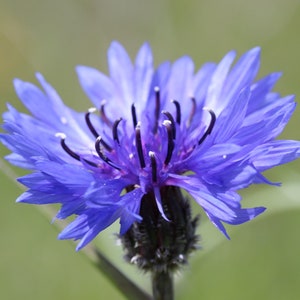TALL BLUE BOY Cornflower Seeds *Free Shipping!* Fresh & Organic Bachelor&#39;s Button (Centaurea cyanus) Emperor Purple Annual Flower Seeds Bulk