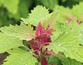 TREE SPINACH Seeds *FREE Shipping!* Fresh & Organic Chenopodium giganteum seeds - Purple Perennial Vegetable Herb Flower Seeds Bulk