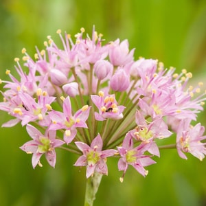 PRAIRE ONION Seeds *Free Shipping!* Fresh & Organic Allium stellatum Seeds | Pink Outdoor Flower Seeds for Planting | Autumn Glade