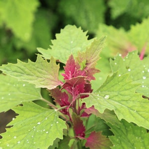 TREE SPINACH Seeds *FREE Shipping!* Fresh & Organic Chenopodium giganteum seeds - Purple Perennial Vegetable Herb Flower Seeds Bulk