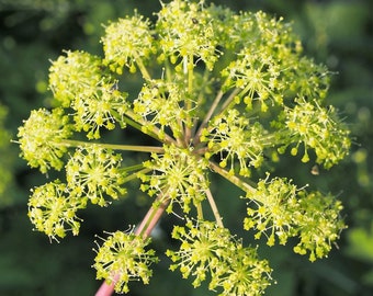 ANGELICA Seeds *FREE Shipping!* Fresh & Organic Angelica archangelica seeds, Green Outdoor Flower Seeds Bulk | Angelica Herb Plant Seeds