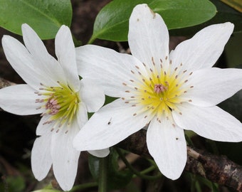 SWEET AUTUMN CLEMATIS Seeds *Free Shipping!* Fresh & Organic Clematis paniculata Seeds, White Outdoor Flower Seeds Bulk | Puapua Vine Seeds